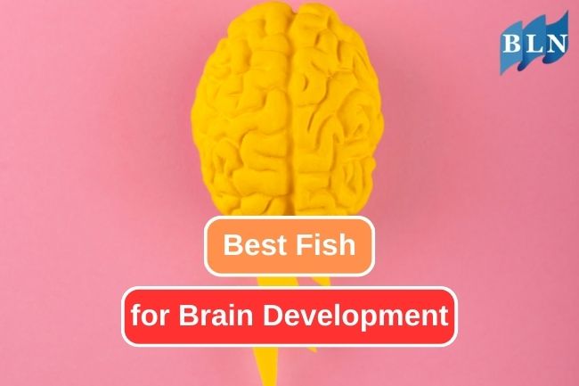 Discover the Top Varieties of Brain-Friendly Fish
